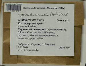 Syntrichia ruralis (Hedw.) F. Weber & D. Mohr, Гербарий мохообразных, Мхи - Северный Кавказ и Предкавказье (B12) (Россия)