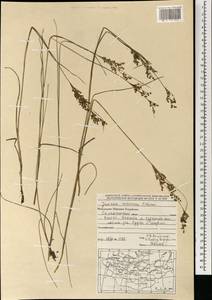 Ситник орхонский Novikov, Монголия (MONG) (Монголия)