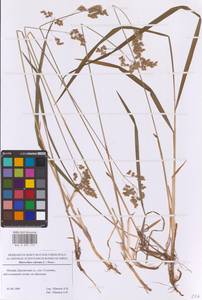 Anthoxanthum nitens (Weber) Y.Schouten & Veldkamp, Восточная Европа, Московская область и Москва (E4a) (Россия)