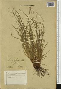 Carex distachya Desf., Западная Европа (EUR) (Неизвестно)