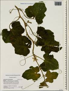 Дыня полевая Naudin, Крым (KRYM) (Россия)