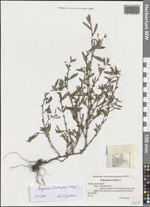 Спорыш бурораструбовый Kom., Сибирь, Дальний Восток (S6) (Россия)