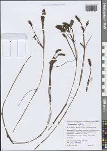 Рдест альпийский Balb., Сибирь, Прибайкалье и Забайкалье (S4) (Россия)