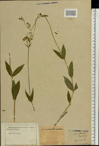 Смолевка обыкновенная, Хлопушка (Moench) Garcke, Восточная Европа, Центральный лесостепной район (E6) (Россия)