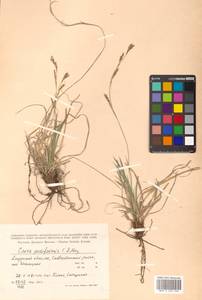 Carex pediformis var. pedunculata Maxim., Сибирь, Дальний Восток (S6) (Россия)