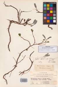 Ива буреющая Andersson, Сибирь, Чукотка и Камчатка (S7) (Россия)