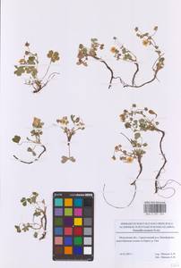Potentilla cinerea subsp. incana (G.Gaertn., B.Mey. & Scherb.) Asch., Восточная Европа, Московская область и Москва (E4a) (Россия)