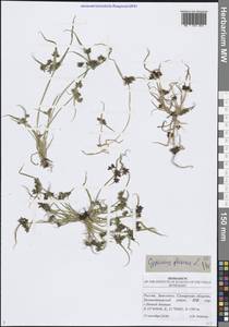 Сыть бурая L., Восточная Европа, Средневолжский район (E8) (Россия)