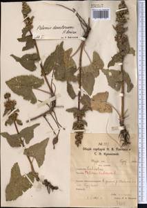 Зопничек клубненосный (L.) Moench, Средняя Азия и Казахстан, Северный и Центральный Казахстан (M10) (Казахстан)