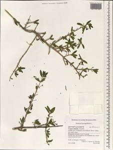 Justicia hyssopifolia L., Африка (AFR) (Испания)