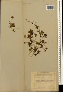 Лапчатка ползучая L., Кавказ, Азербайджан (K6) (Азербайджан)