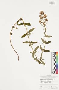 Зверобой волосистый, Зверобой жестковолосый L., Восточная Европа, Центральный район (E4) (Россия)