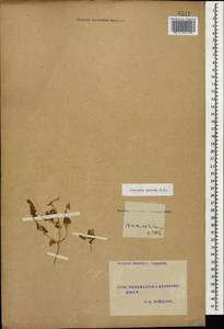 Климакоптера толстянковая M. Bieb., Кавказ, Турецкий Кавказ (K7) (Турция)