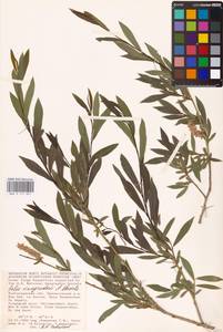 Ива Виноградова A. K. Skvortsov, Восточная Европа, Нижневолжский район (E9) (Россия)