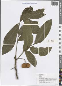 Harpullia cupanioides Roxb., Зарубежная Азия (ASIA) (Лаос)