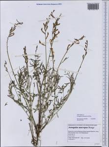 Astragalus kustanaicus Popov, Средняя Азия и Казахстан, Прикаспийский Устюрт и Северное Приаралье (M8) (Казахстан)