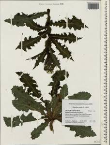 Осот шероховатый, Осот шершавый (L.) Hill, Крым (KRYM) (Россия)