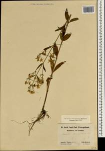 Swertia bimaculata (Sieb. & Zucc.) J. D. Hook. & Thomson ex C. B. Cl., Зарубежная Азия (ASIA) (Япония)