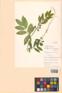 Чина Комарова Ohwi, Сибирь, Дальний Восток (S6) (Россия)