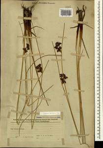 Ситник искривленный L., Кавказ, Азербайджан (K6) (Азербайджан)
