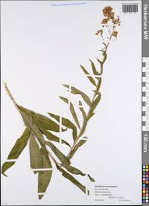 Гулявник прямой L., Восточная Европа, Ростовская область (E12a) (Россия)