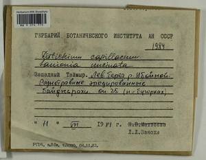 Distichium capillaceum (Hedw.) Bruch & Schimp., Гербарий мохообразных, Мхи - Красноярский край, Тыва и Хакасия (B17) (Россия)