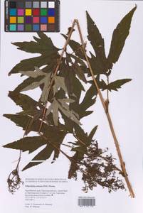 Filipendula digitata (Willd.) Bergmans, Сибирь, Дальний Восток (S6) (Россия)