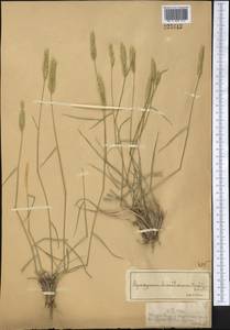 Житняк пустынный (Fisch. ex Link) Schult., Средняя Азия и Казахстан, Муюнкумы, Прибалхашье и Бетпак-Дала (M9) (Казахстан)