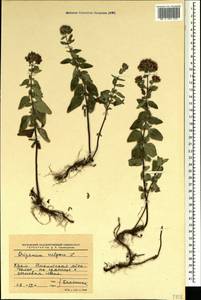 Душица обыкновенная L., Крым (KRYM) (Россия)