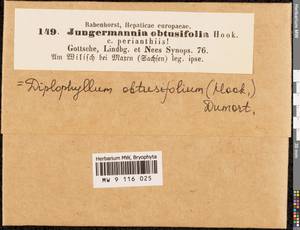 Diplophyllum obtusifolium (Hook.) Dumort., Гербарий мохообразных, Мхи - Западная Европа (BEu) (Германия)