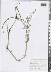 Манник литовский (Gorski) Gorski, Сибирь, Прибайкалье и Забайкалье (S4) (Россия)