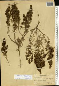 Pyankovia brachiata (Pall.) Akhani & Roalson, Восточная Европа, Нижневолжский район (E9) (Россия)