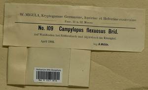 Campylopus flexuosus (Hedw.) Brid., Гербарий мохообразных, Мхи - Западная Европа (BEu) (Германия)