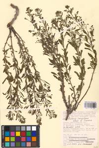 MHA 0 159 660, Норичник скальный M. Bieb. ex Willd., Восточная Европа, Нижневолжский район (E9) (Россия)