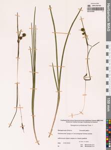 Sparganium × probatovae Tzvelev, Сибирь, Чукотка и Камчатка (S7) (Россия)
