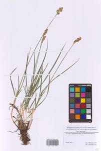 Осока заячья L., Восточная Европа, Московская область и Москва (E4a) (Россия)