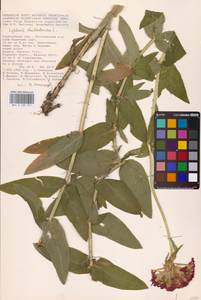 Смолевка халцедоновая, Зорька (L.) E.H.L.Krause, Восточная Европа, Нижневолжский район (E9) (Россия)