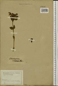 Змееголовник крупноцветковый L., Сибирь, Алтай и Саяны (S2) (Россия)