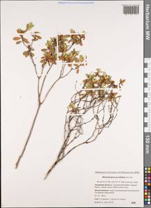 Рододендрон мелколистный Adams, Сибирь, Дальний Восток (S6) (Россия)