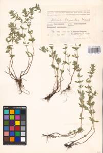 MHA 0 156 534, Пахучка полевая, Щебрушка полевая (L.) Kuntze, Восточная Европа, Центральный лесостепной район (E6) (Россия)