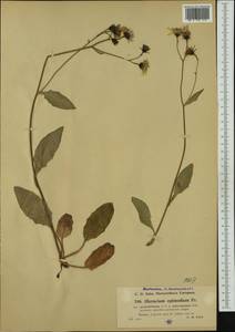 Hieracium froelichianum, Западная Европа (EUR) (Италия)