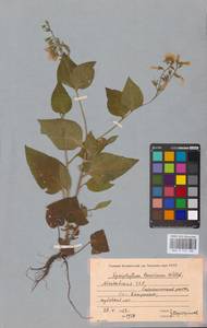Окопник крымский Willd., Восточная Европа, Молдавия (E13a) (Молдавия)