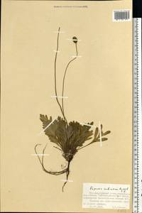 Oreomecon radicatum subsp. radicatum, Восточная Европа, Северный район (E1) (Россия)
