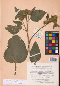 Лопух большой L., Восточная Европа, Центральный район (E4) (Россия)