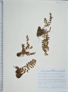 Woodsia taishanensis F.Z.Li & C.K.Ni, Сибирь, Дальний Восток (S6) (Россия)