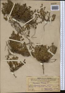 Франкения волосистая L., Средняя Азия и Казахстан, Прикаспийский Устюрт и Северное Приаралье (M8) (Казахстан)