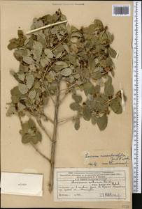 Жимолость монетолистная Jaub. & Spach, Средняя Азия и Казахстан, Западный Тянь-Шань и Каратау (M3) (Казахстан)