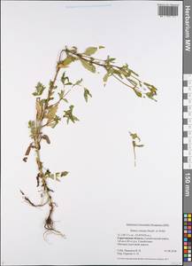 Череда сростнолопастная Muhl. ex Willd., Восточная Европа, Нижневолжский район (E9) (Россия)