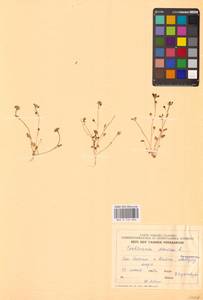 Cochlearia danica L., Восточная Европа, Эстония (E2c) (Эстония)