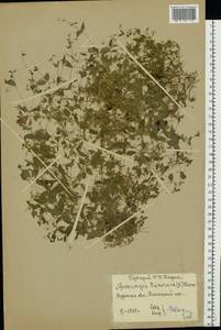 Мерингия трехжилковая (L.) Clairv., Восточная Европа, Центральный лесостепной район (E6) (Россия)